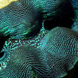 ORA Aquacultured First Grade Crocea Clam 1.25 - 1.5