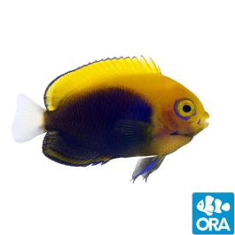 洋楽 Angelfish Orange Regal Angelfish - Adult - Maldives