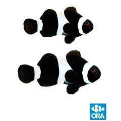 ORA Captive Bred Black Ocellaris Pair (Amphiprion ocellaris)