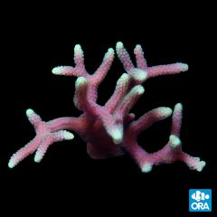 ORA Green Tip Pink Birdsnest, Seriatopora 