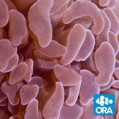 ORA Aquacultured Marshall Island Hammer Coral