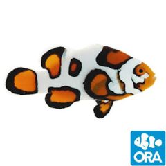 ORA Captive Bred Helmet Picasso Clownfish