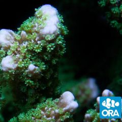 ORA Aquacultured Jeremy’s Montipora