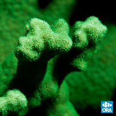 ORA Aquacultured Kelly Green Psammocora 