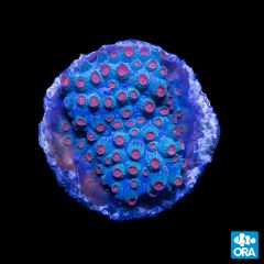 ORA Aquacultured Meteor Shower Cyphastrea
