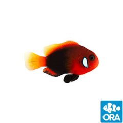 ORA Naked Cinammon Clownfish with Dots