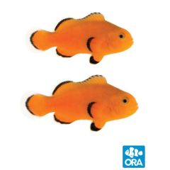 ORA Naked Ocellaris Clownfish Pair (Amphiprion ocellaris)