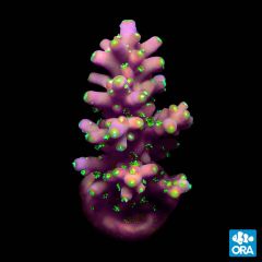 ORA Aquacultured Marshall Island Neon Green Polyp Acro.