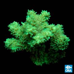 ORA Aquacultured Marshall Island Nuclear Green Hydophora