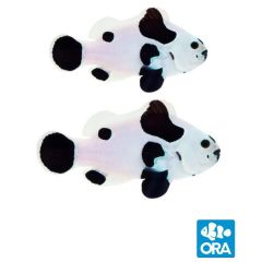 ORA Captive Bred Black Storm Pair (Amphiprion ocellaris)