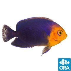 ORA Captive Bred Cherub Angelfish (Centropyge argi)