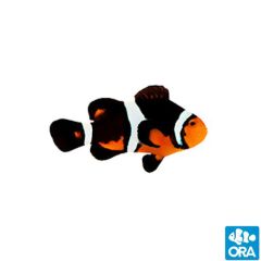 ORA Captive Bred Fancy Ocellaris Clownfish