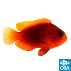 ORA Captive Bred Naked Cinnamon Clownfish