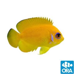 Ora Captive Bred Lemonpeel Angelfish (Centropyge flavissima)