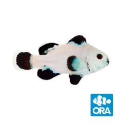 ORA SUPER STORM (AMPHIPRION OCELLARIS)