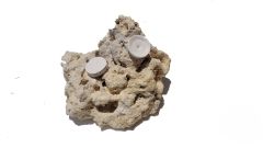 Biotek Marine ARK Frag Rock- 2 Frag Holes- 5″× 6″
