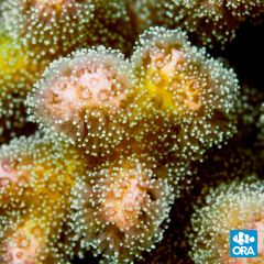 ORA Aquacultured Pink & Green Pocillopora damicornis
