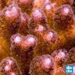 ORA Aquacultured Pink Pocillopora damicornis