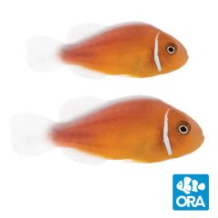 ORA Orange Skunk Clownfish Pair