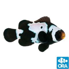 ORA Premium Black Snowflake (Amphiprion ocellaris)