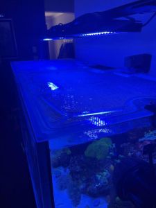 Top Lids Red Sea Reefer 525 XL Custom Polycarbonate Lid