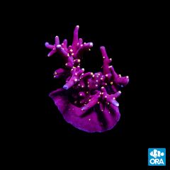 ORA Aquacultured Scorchin' Torch Aqropora