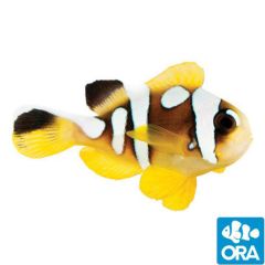 ORA Captive Bred Spotcinctus (Amphiprion bicinctus)