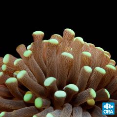 ORA Aquacultured Marshall Island Torch Coral