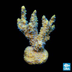 ORA Aquacultured Montipora Lantana 