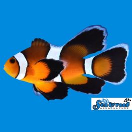 Clown Fish Novelty Orange Fun Bean Cube with Fins 