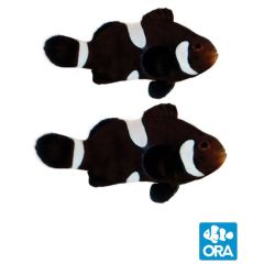 ORA Misbar & Extreme Misbar Black Ocellaris Pair