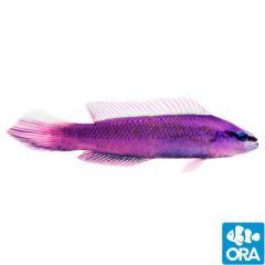 ORA Captive Bred Indigo (P. fridmani x sankeyi)