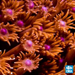 ORA Aquacultured Red Goniopora