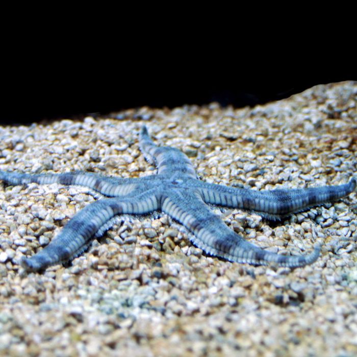 Sand Sifting Starfish, Archaster typicus