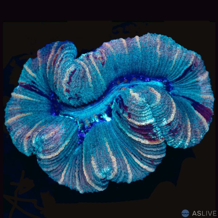 Trachyphyllia Coral WYSIWYG 3