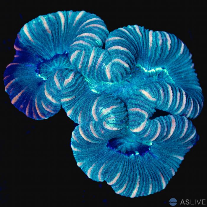 Trachyphyllia Coral WYSIWYG