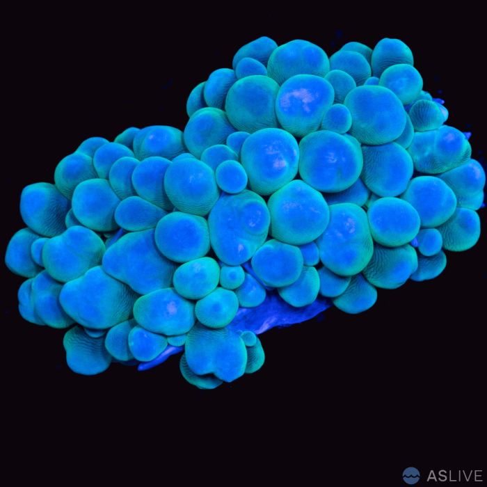 Green Bubble Coral WYSIWYG