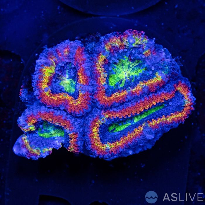 ASL Ring of Fire Rainbow Acan D05