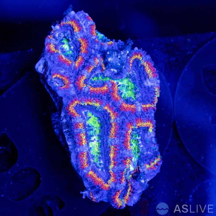 ASL Ring of Fire Rainbow Acan D06