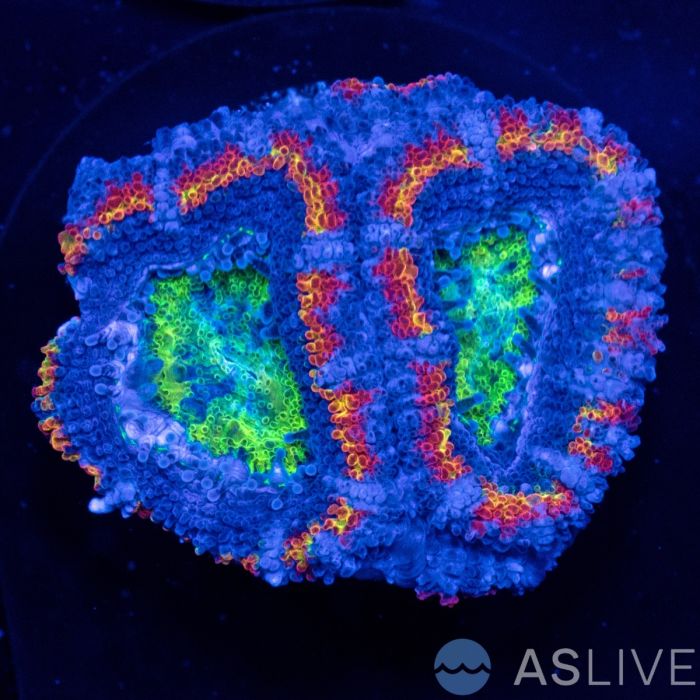 ASL Ring of Fire Rainbow Acan D08