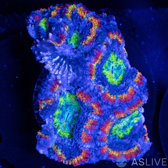 ASL Ring of Fire Rainbow Acan D01
