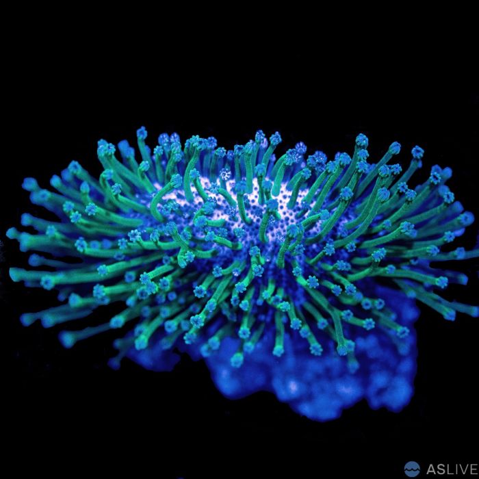Long Polyp Toadstool Coral