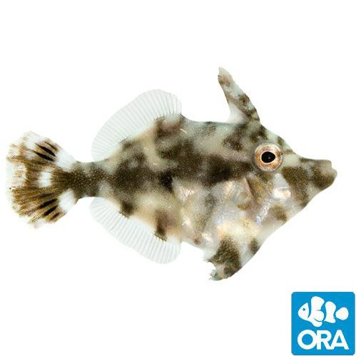 ORA Aiptasia-Eating Filefish (Acreichthys tomentosus)