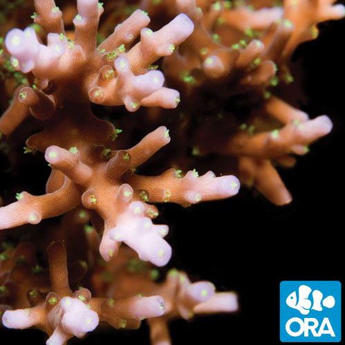 ORA Aquacultured Australian Delicate (Acropora sp.)