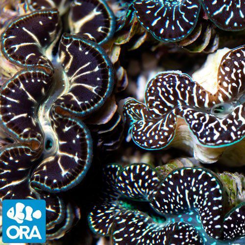 ORA Aquacultured Ultra Black & Color 1.5" Maxima Clam