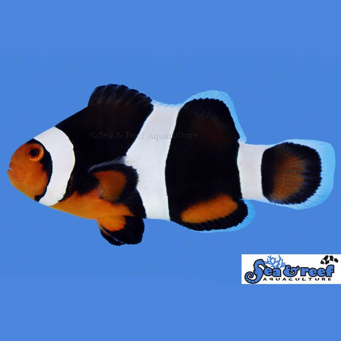 Sea & Reef Black Photon Clownfish