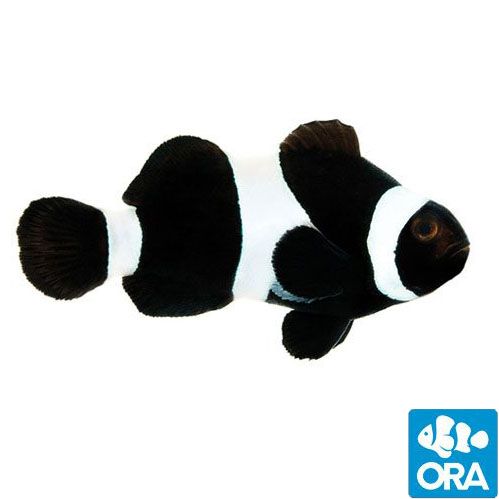 ORA Captive Bred Black Ocellaris (Amphiprion ocellaris)
