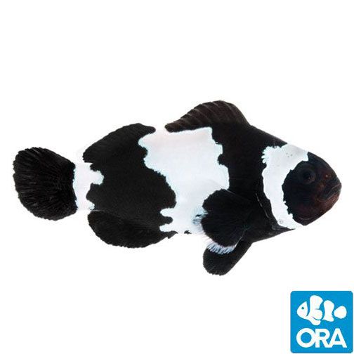 ORA Black Snowflake Clownfish (Amphiprion ocellaris)