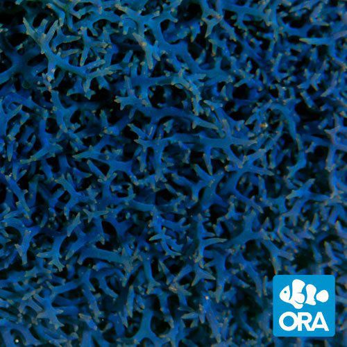 ORA Aquacultured Blue Hypnea (Hypnea pannosa)