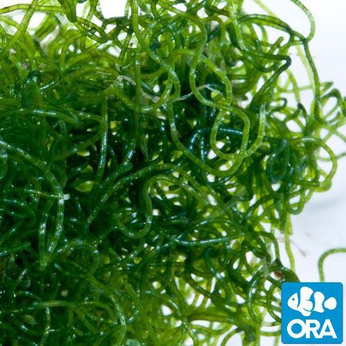 ORA Aquacultured Chaetomorpha